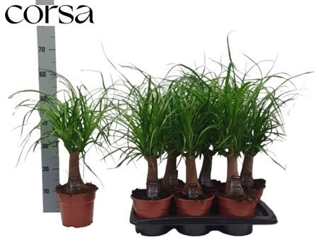 Ноліна Рекурвата, артикул: 30922 Зображення товару Ноліна Рекурвата, артикул: 30922