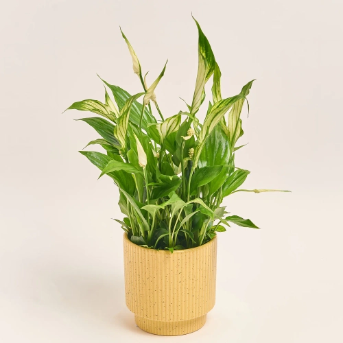 Спатифіллум Шопен в кер., артикул: 52478 Зображення товару Спатифіллум Шопен в кер., артикул: 52478