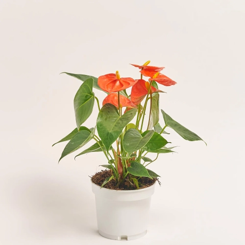 Зображення товару Антуріум Оранж Чемпіон, артикул: 57164