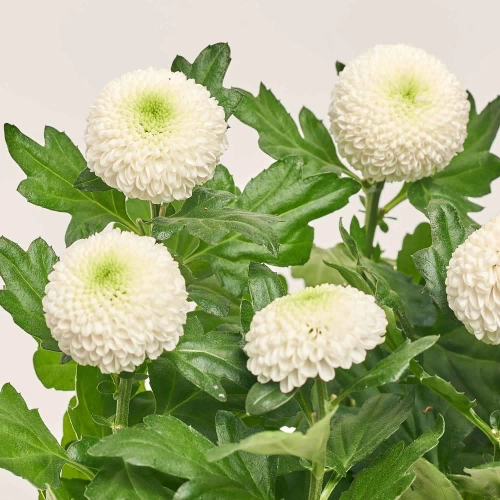 Хризантема Еббі біла, артикул: 49847 Зображення товару Хризантема Еббі біла, артикул: 49847