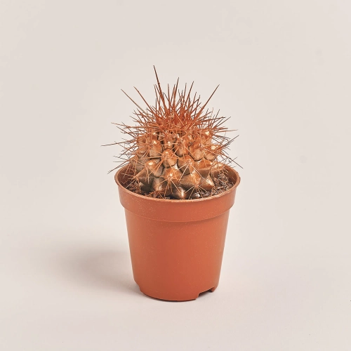 Зображення товару Ехінокактус Рейнбов новорічний мікс, артикул: 53322