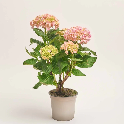 Зображення товару Гортензія мікс 4ст., артикул: 18585