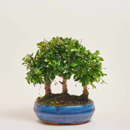 Бонсай в кер., артикул: 30212 Зображення товару Бонсай в кер., артикул: 30212