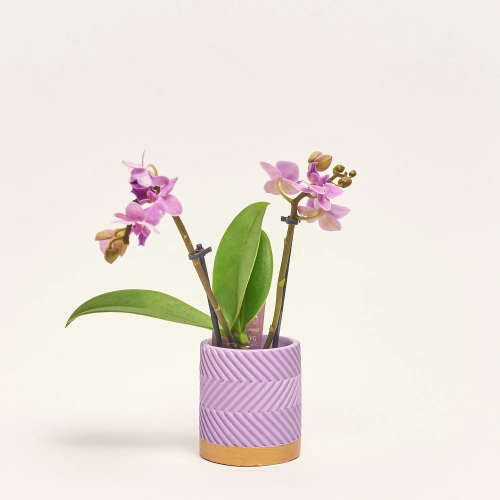 Зображення товару Фаленопсис міні мікс в кер. 2ст., артикул: 1322