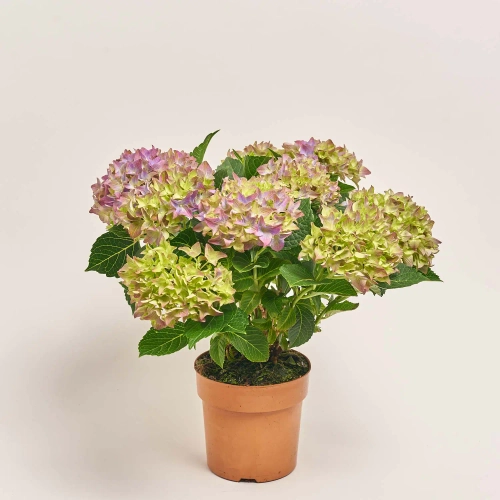 Гортензія фіолетова 7ст., артикул: 36936 Зображення товару Гортензія фіолетова 7ст., артикул: 36936