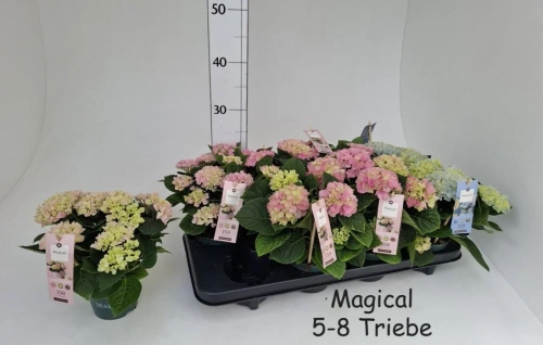 Зображення товару Гортензія Революшн мікс 5ст., артикул: 56994