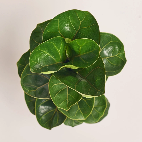 Фікус Лірата Бамбіно, артикул: 41128 Зображення товару Фікус Лірата Бамбіно, артикул: 41128