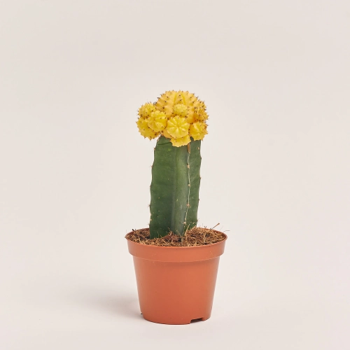 Зображення товару Гімнокаліциум мікс, артикул: 1470