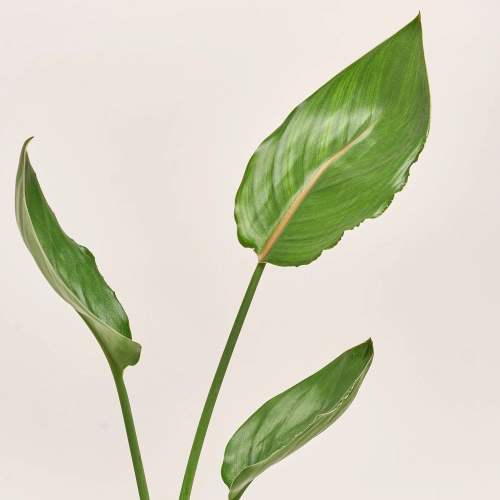 Стреліція Регіна, артикул: 52673 Зображення товару Стреліція Регіна, артикул: 52673