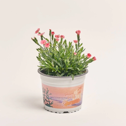 Зображення товару Діантус Піч Паті, артикул: 56684