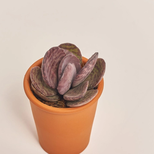 Зображення товару Сукулент мікс у глин. горщ., артикул: 49755