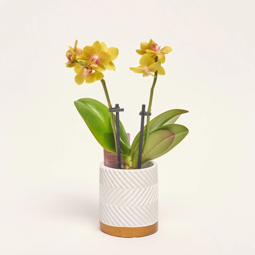 Зображення товару Фаленопсис міні мікс в кер. 2ст., артикул: 1322