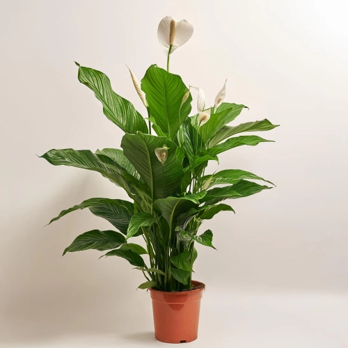 Спатифіллум Світ Лауретта, артикул: 5228 Зображення товару Спатифіллум Світ Лауретта, артикул: 5228