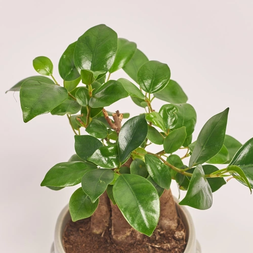 Фікус мікрокарпа Гінсенг, артикул: 21796 Зображення товару Фікус мікрокарпа Гінсенг, артикул: 21796