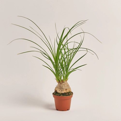 Ноліна Рекурвата, артикул: 53415 Зображення товару Ноліна Рекурвата, артикул: 53415