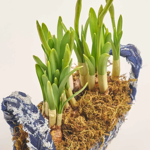 Зображення товару Нарцис Тет-а-Тет у плет. кашпо, артикул: 56676