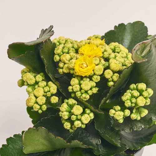 Зображення товару Каланхоє мікс, артикул: 18482