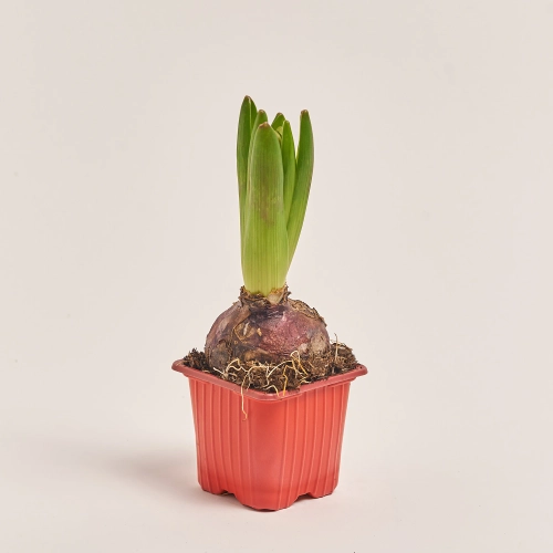 Зображення товару Гіацинт мікс, артикул: 55517