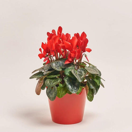 Зображення товару Цикламен та Кашпо Сет 221, артикул: 53342