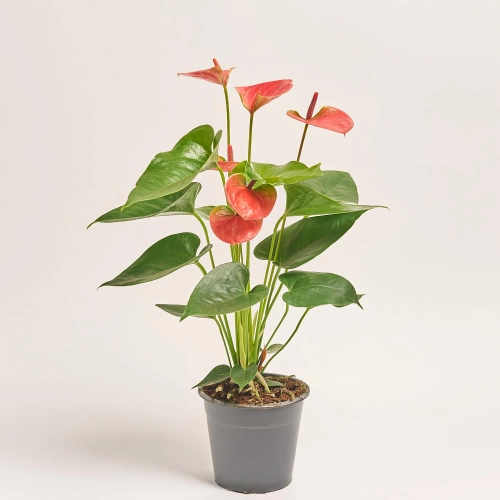 Зображення товару Антуріум Світ Дрім, артикул: 37417