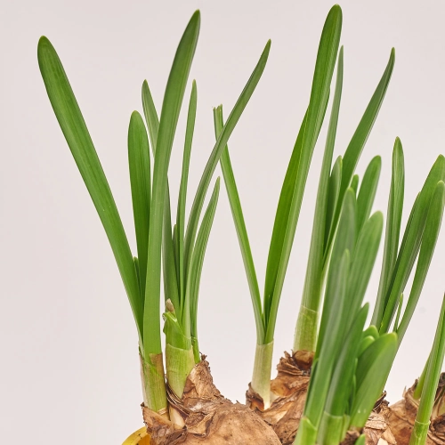 Цибулевий мікс, артикул: 24653 Зображення товару Цибулевий мікс, артикул: 24653