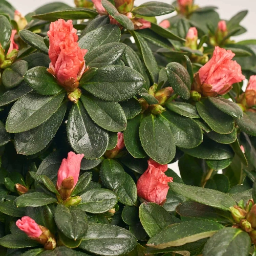 Зображення товару Азалія мікс, артикул: 54060