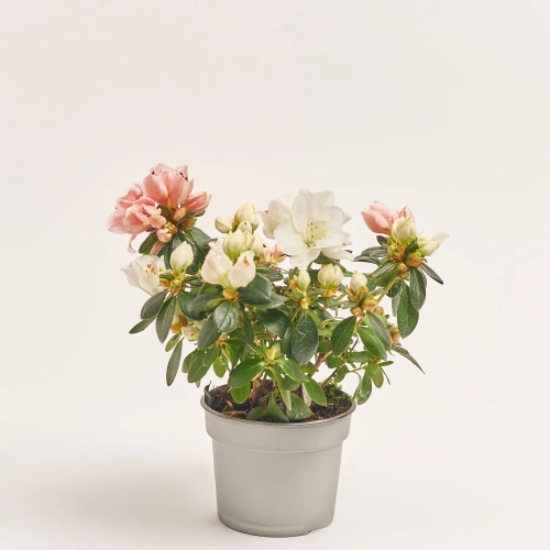 Зображення товару Азалія мікс, артикул: 57113