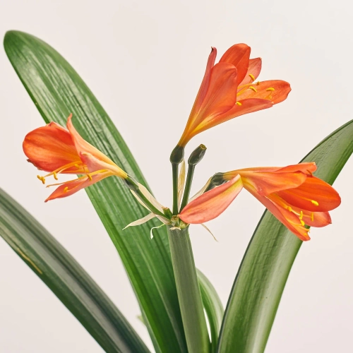 Зображення товару Клівія Мініатa, артикул: 37305