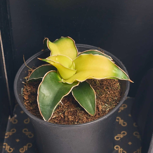 Зображення товару Сансевієрія мікс в кер., артикул: 56907