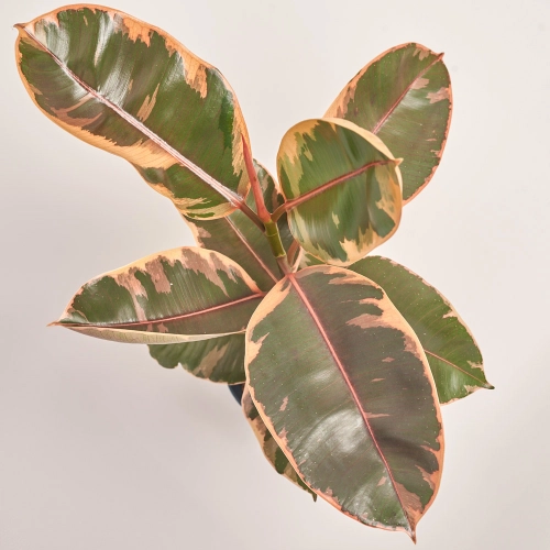 Фікус ел Белізе, артикул: 40964 Зображення товару Фікус ел Белізе, артикул: 40964