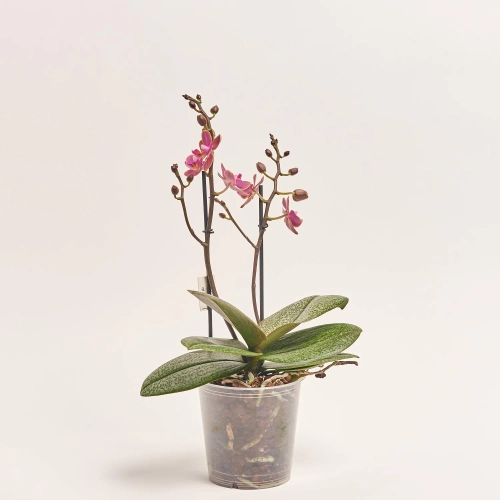 Зображення товару Фаленопсис Мф "Парфум" 2ст., артикул: 57160