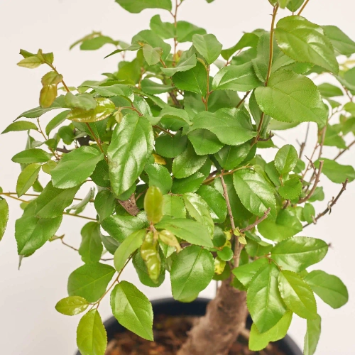 Бонсай в кер., артикул: 56679 Зображення товару Бонсай в кер., артикул: 56679