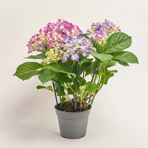 Зображення товару Гортензія фіолетова 7ст., артикул: 14632