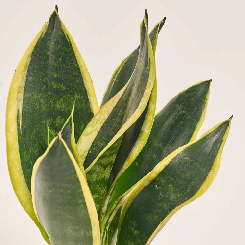 Зображення товару Сансевієрія Трифасція мікс, артикул: 52658