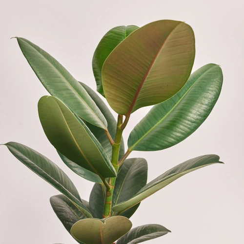 Фікус ел Робуста, артикул: 13564 Зображення товару Фікус ел Робуста, артикул: 13564