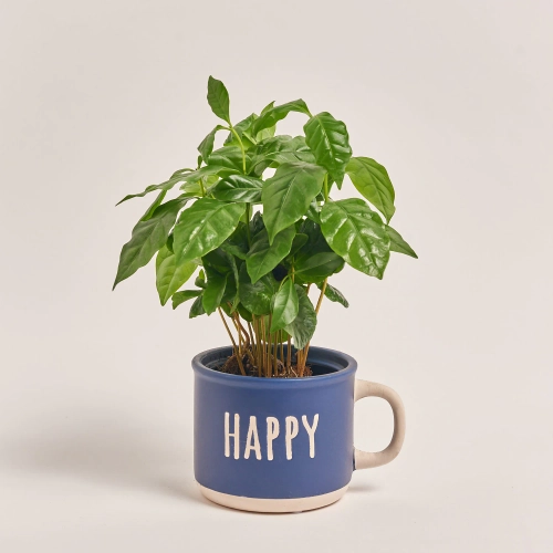 Зображення товару Кава Арабіка в чашці, артикул: 55396