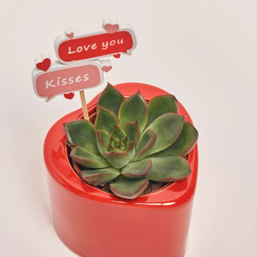Зображення товару Сукулент мікс "Серце", артикул: 55439