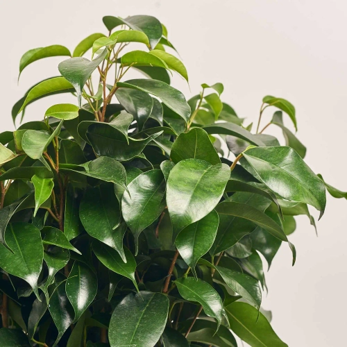 Зображення товару Фікус бе Даніель, артикул: 54594