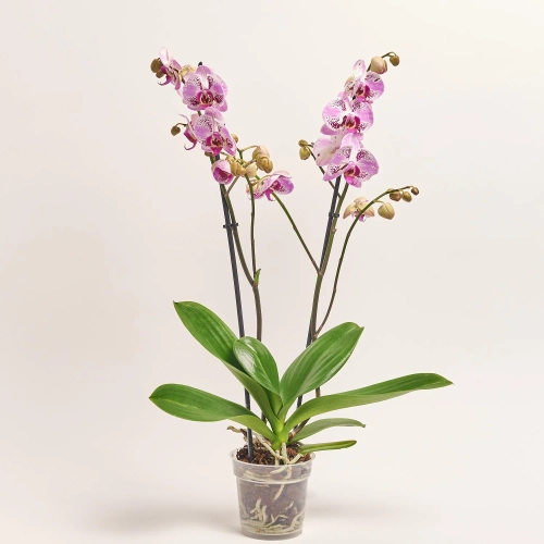 Зображення товару Фаленопсис "Севілья" 2ст., артикул: 56997