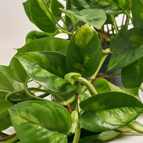 Зображення товару Епіпремнум Глобал Грін, артикул: 54806