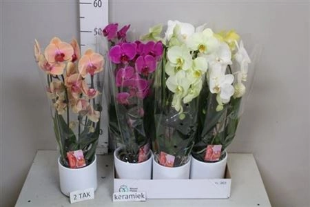 Фаленопсис каскад 2ст. в кер., артикул: 39093 Зображення товару Фаленопсис каскад 2ст. в кер., артикул: 39093