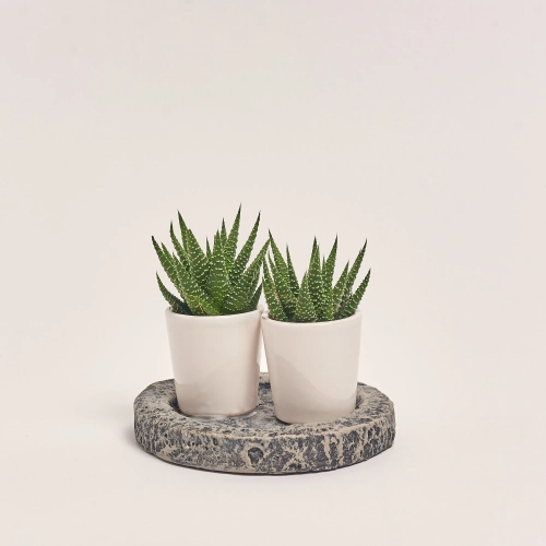 Зображення товару Хавортія "Дабл" мікс в кер., артикул: 54827