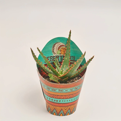 Зображення товару Алоє мікс, артикул: 46262