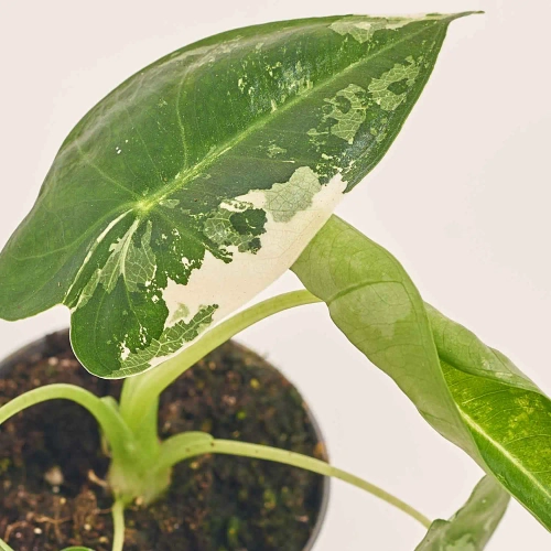 Зображення товару Алоказія Фрайдек Варієгатна, артикул: 51831