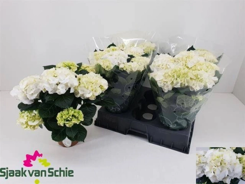 Зображення товару Гортензія біла 7ст., артикул: 56046