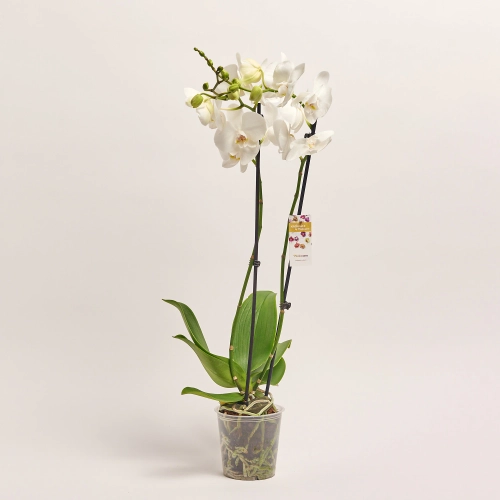 Фаленопсис 2ст. мікс, артикул: 18519 Зображення товару Фаленопсис 2ст. мікс, артикул: 18519