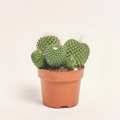 Зображення товару Кактус Бол мікс, артикул: 53324