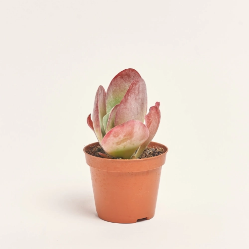 Зображення товару Каланхоє Турсіфлора, артикул: 56759