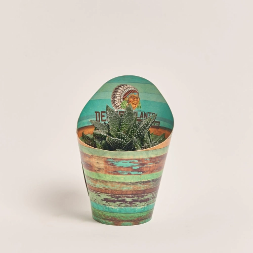 Зображення товару Алоє мікс, артикул: 46641