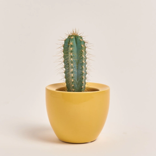 Зображення товару Кактус мікс в кер., артикул: 33834